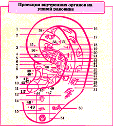 Проекция внутренних органов на ушной раковине